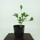 盆栽 銀杏 樹高 約14cm いちょう Ginkgo biloba イチョウ 紅葉 イチョウ科 落葉樹 観賞用 小品 現品