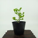 盆栽 銀杏 樹高 約8cm いちょう Ginkgo biloba イチョウ 紅葉 イチョウ科 落葉樹 観賞用 小品 現品