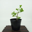 盆栽 銀杏 樹高 約9cm いちょう Ginkgo biloba イチョウ 紅葉 イチョウ科 落葉樹 観賞用 小品 現品