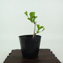 盆栽 銀杏 樹高 約9cm いちょう Ginkgo biloba イチョウ 紅葉 イチョウ科 落葉樹 観賞用 小品 現品