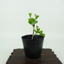 盆栽 銀杏 樹高 約9cm いちょう Ginkgo biloba イチョウ 紅葉 イチョウ科 落葉樹 観賞用 小品 現品