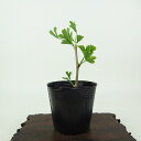 盆栽 銀杏 樹高 約10cm いちょう Ginkgo biloba イチョウ 紅葉 イチョウ科 落葉樹 観賞用 小品 現品