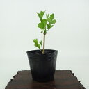 盆栽 銀杏 樹高 約10cm いちょう Ginkgo biloba イチョウ 紅葉 イチョウ科 落葉樹 観賞用 小品 現品