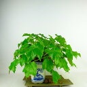 盆栽 蔦 樹高 上下 約30cm つた Parthenocissus tricuspidata ツタ つる性 ブドウ科 ツタ属 落葉樹 庭木 観賞用 現品