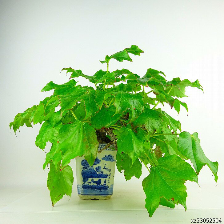 盆栽 蔦 樹高 上下 約30cm つた Parthenocissus tricuspidata ツタ つる性 ブドウ科 ツタ属 落葉樹 庭木 観賞用 現品 3