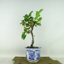 ~ C  28cm ǂ Malus micromalus JChE  o t Ϗܗp i