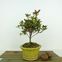 盆栽 久留米ツツジ 春仙 樹高 約17cm つつじ Rhododendron ツツジ ツツジ科 落葉樹 観賞用 小品 現品