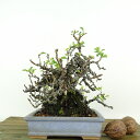 盆栽 梅 長寿梅 樹高 約15cm ちょうじゅばい Chaenomeles japonica 'Chojubai' チョウジュバイ バラ科 ボケ属 落葉樹 観賞用 小品 現品