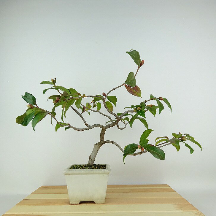 盆栽 山茶花 樹高 約26cm さざんか Camellia sasanqua サザンカ ツバキ科 常緑樹 観賞用 現品 送料無料