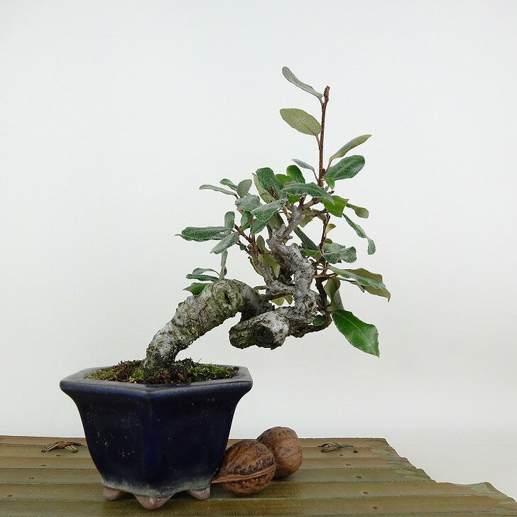 盆栽 寒茱萸 樹高 約17cm かんぐみ Elaeagnus カングミ グミ科 常緑樹 観賞用 小品 現品 送料無料