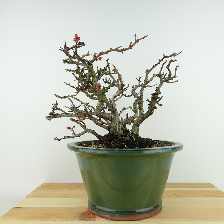 盆栽 梅 長寿梅 樹高 約18cm ちょうじゅばい Chaenomeles japonica 'Chojubai' チョウジュバイ バラ科 ボケ属 落葉樹 観賞用 小品 現品