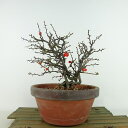 ~ ~ ~  17cm 傤΂ Chaenomeles japonica 'Chojubai' `EWoC  o {P t Ϗܗp i i 