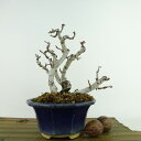 ~ ؉Z  14cm ڂ Chaenomeles speciosa {P   o {P t Ϗܗp i i 