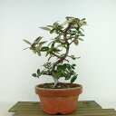 ~   21cm 񂮂 Elaeagnus JO~ O~ Ύ Ϗܗp i