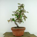 ~   26cm 񂮂 Elaeagnus JO~  O~ Ύ Ϗܗp i