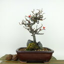 ~ ~ ~  20cm 傤΂ Chaenomeles japonica 'Chojubai' `EWoC Εt o {P t Ϗܗp i i 