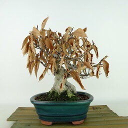 盆栽 山毛欅 ぶな 樹高 約21cm Fagus crenata ブナ ブナ科 落葉樹 観賞用 現品