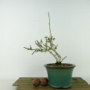 ~ ~  20cm ΂ Jasminum nudiflorum IEoC ԕ 鐫 NZC \PC t Ϗܗp i i 