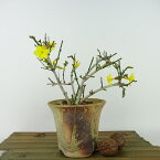 盆栽 黄梅 樹高 約12cm おうばい Jasminum nudiflorum オウバイ 花物 半つる性 モクセイ科 ソケイ属 落葉樹 観賞用 小品 現品 送料無料