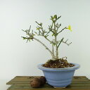 盆栽 黄梅 樹高 約14cm おうばい Jasminum nudiflorum オウバイ 花物 半つる性 モクセイ科 ソケイ属 落葉樹 観賞用 小品 現品 送料無料