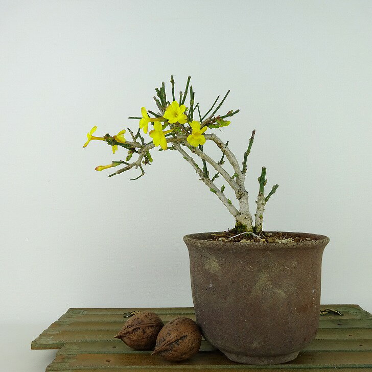 盆栽 黄梅 樹高 約13cm おうばい Jasminum nudiflorum オウバイ 花物 半つる性 モクセイ科 ソケイ属 落葉樹 観賞用 小品 現品 送料無料