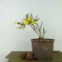 ~ ~  13cm ΂ Jasminum nudiflorum IEoC ԕ 鐫 NZC \PC t Ϗܗp i i 