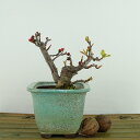 ~ ؉Z  8cm ڂ Chaenomeles speciosa J{P o {P t Ϗܗp i i