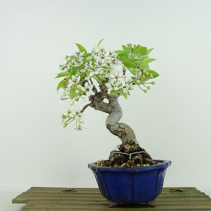 盆栽 梨 満州小梨 樹高 約21cm なし Pyrus pyrifolia ナシ 小梨 花 豆梨 紅葉 バラ科 ナシ属 落葉樹 落葉樹 観賞用 現品 送料無料