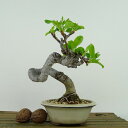 ~ Pь  15cm Ђ߂ Malus prunifolia qS o S t Ϗܗp i i