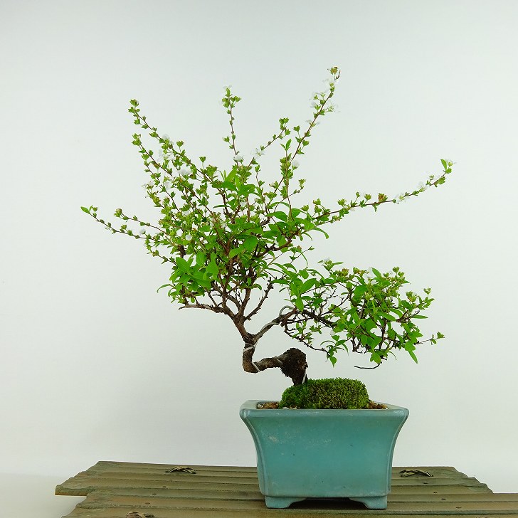 盆栽 下野 樹高 約12cm しもつけ Spiraea japonica シモツケ 花物 バラ科 シモツケ属 落葉樹 観賞用 小品 現品