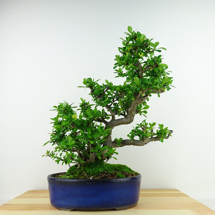 盆栽 目木 樹高 約28cm めぎ Berberis thunbergii メギ メギ科 落葉樹 観賞用 現品