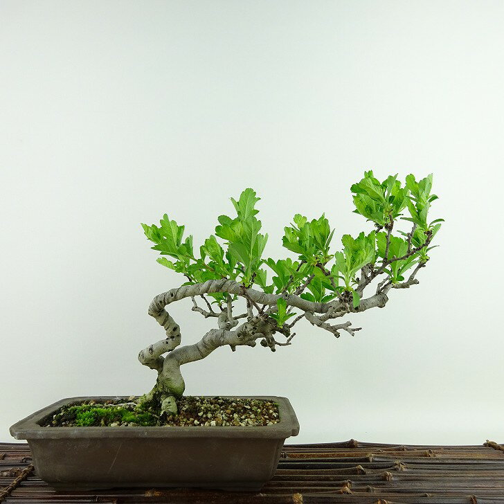楽天市場】さんざし(盆栽|花・観葉植物):花・ガーデン・DIY 楽天市場】さんざし(盆栽|花・観葉植物):花・ガーデン・DIY