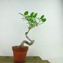 盆栽 真弓 樹高 約23cm まゆみ Euonymus sieboldianus マユミ ニシキギ科 落葉広葉樹 観賞用 現品