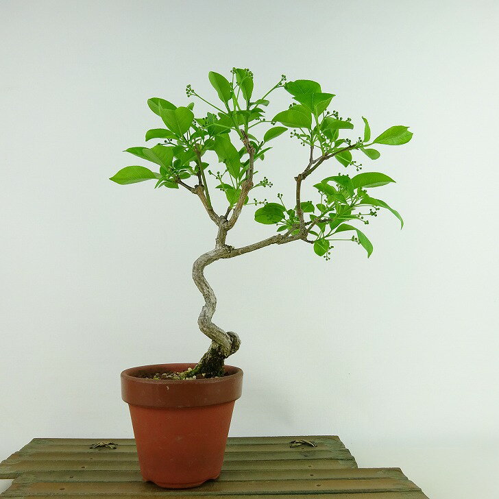 盆栽 真弓 樹高 約24cm まゆみ Euonymus sieboldianus マユミ ニシキギ科 落葉広葉樹 観賞用 現品