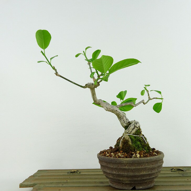 盆栽 真弓 樹高 約16cm まゆみ Euonymus sieboldianus マユミ ニシキギ科 落葉広葉樹 観賞用 小品 現品 1