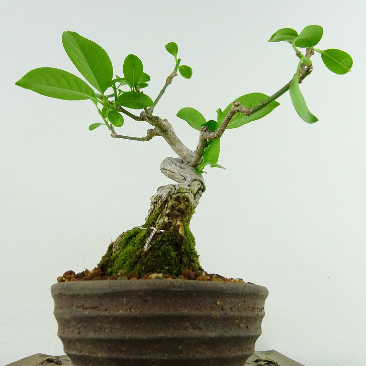 盆栽 真弓 樹高 約16cm まゆみ Euonymus sieboldianus マユミ ニシキギ科 落葉広葉樹 観賞用 小品 現品 2