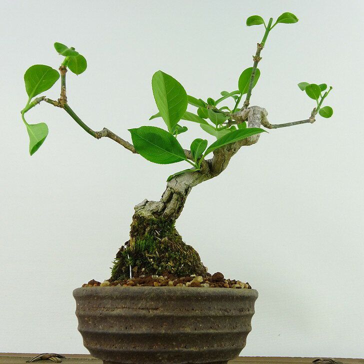 盆栽 真弓 樹高 約16cm まゆみ Euonymus sieboldianus マユミ ニシキギ科 落葉広葉樹 観賞用 小品 現品 3