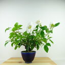 盆栽 茨 難波茨 樹高 約24cm なにわいばら Rosa laevigata ナニワイバラ 花 つる性 薔薇 ばら Rosa バラ バラ科 バラ属 常緑樹 観...