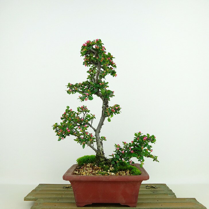 盆栽 紅紫檀 樹高 約23cm べにしたん Cotoroneaster horizantalis ベニシタン 花 バラ科 半常緑樹 観賞用 現品