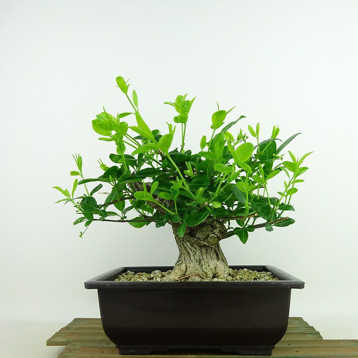 盆栽 真弓 樹高 約18cm まゆみ Euonymus sieboldianus マユミ ニシキギ科 落葉広葉樹 観賞用 小品 現品 送料無料