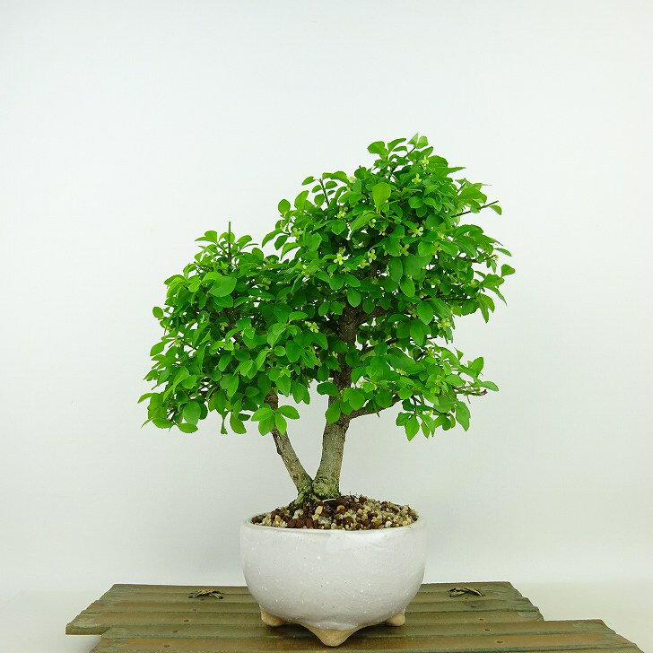 盆栽 こまゆみ 樹高 約22cm Euonymus alatus form ciliatodentatus コマユミ ニシキギ科 落葉広葉樹 観賞用 現品 送料無料