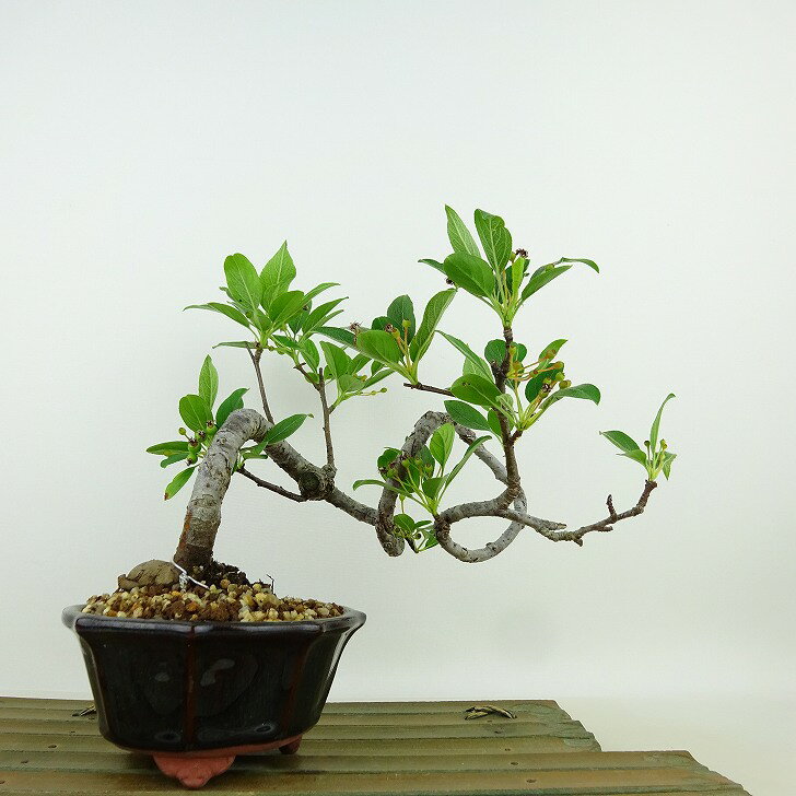 盆栽 深山 海棠 樹高 約18cm かいどう Malus micromalus カイドウ 花 バラ科 落葉樹 観賞用 小品 現品 送料無料