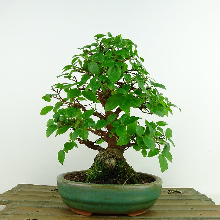 盆栽 榎 樹高 約20cm えのき Celtis sinensis エノキ アサ科 エノキ属 落葉樹 観賞用 小品 現品