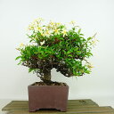 盆栽 定家葛 樹高 約20cm ていかかずら Trachelospermum asiaticum テイカカズラ つる性 キョウチクトウ科 常緑樹 紅葉 観賞用 ...