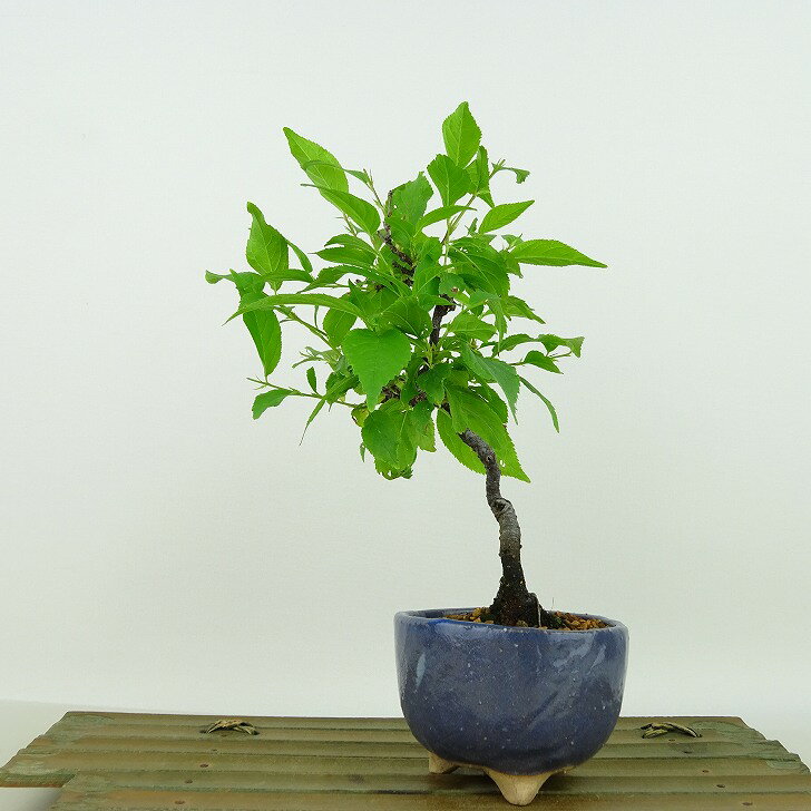 盆栽 庭梅 樹高 約19cm にわうめ Prunus japonica ニワウメ バラ科 落葉樹 観賞用 小品 現品