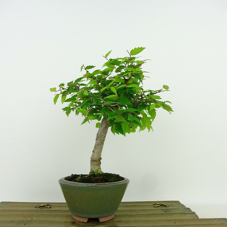 盆栽 欅 樹高 約17cm けやき Zelkova serrata ケヤキ 紅葉 ニレ科 ケヤキ属 落葉樹 観賞用 小品 現品