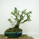 盆栽 梅 長寿梅 樹高 約21cm ちょうじゅばい Chaenomeles japonica 'Chojubai' チョウジュバイ バラ科 ボケ属 落葉樹 観賞...