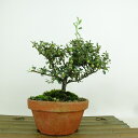盆栽 鎌柄苔桃 樹高 約15cm かまつかこけもも Cotoneaster morrisonensis カマツカコケモモ バラ科 シャリンドトウ属 常緑樹 観賞用 小品 現品