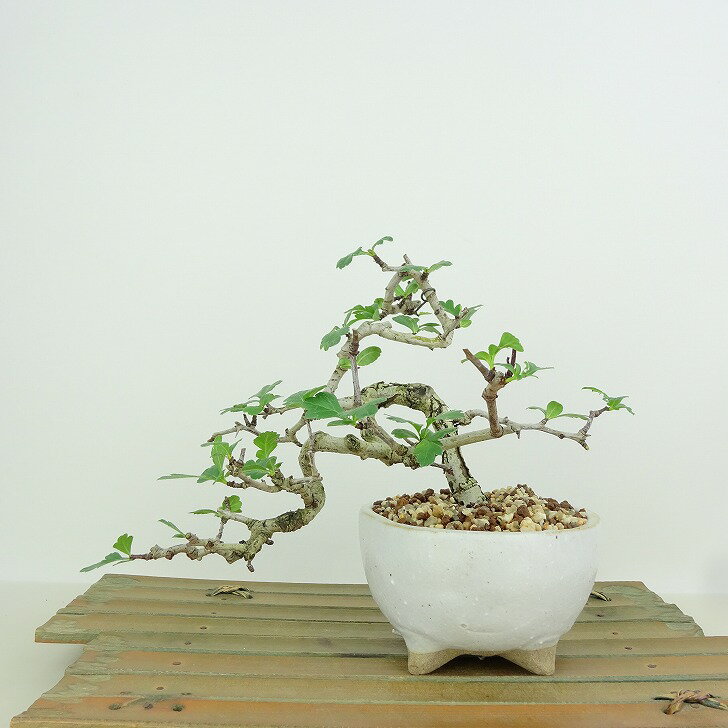 楽天市場】さんざし(盆栽|花・観葉植物):花・ガーデン・DIY 楽天市場】さんざし(盆栽|花・観葉植物):花・ガーデン・DIY