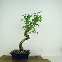 盆栽 真弓 樹高 約26cm まゆみ Euonymus sieboldianus マユミ 実物 ニシキギ科 落葉広葉樹 観賞用 現品
